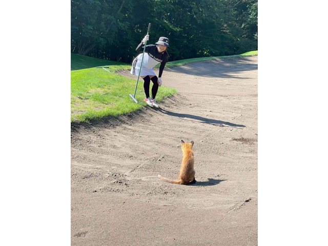 ゴルフ場でキツネと遭遇